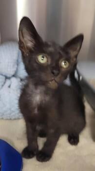JOAN JETT -  Domestic Short Hair Cat for Adoption in Corpus Christi, Texas - JOAN JETT | PetCurious