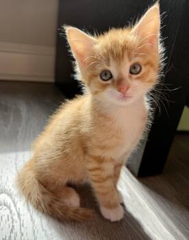 Soprano -  Domestic Short Hair Cat for Adoption in Hershey, Pennsylvania - Soprano | PetCurious