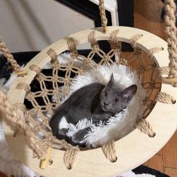 Purrscilla -  Domestic Short Hair Cat for Adoption in San Antonio, Texas - Purrscilla | PetCurious