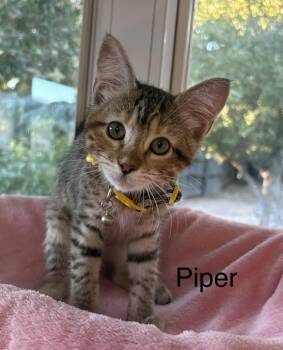 Piper -  Tabby Cat for Adoption in Oakley, California - Piper | PetCurious