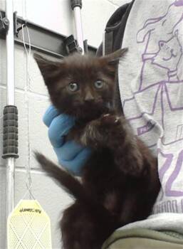 KEYBOARD -  Domestic Short Hair Cat for Adoption in Omaha, Nebraska - KEYBOARD | PetCurious