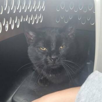 Moody -  Domestic Short Hair Cat for Adoption in Inwood, West Virginia - Moody | PetCurious