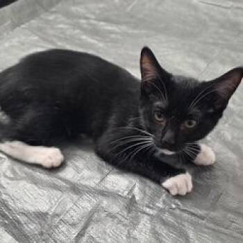 N - Pepper -  Domestic Short Hair Cat Available for Adoption in Arizona City, Arizona - N - Pepper | PetCurious