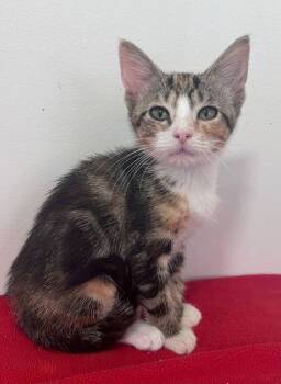 Anna -  Domestic Short Hair Cat for Adoption in Mcpherson, Kansas - Anna | PetCurious