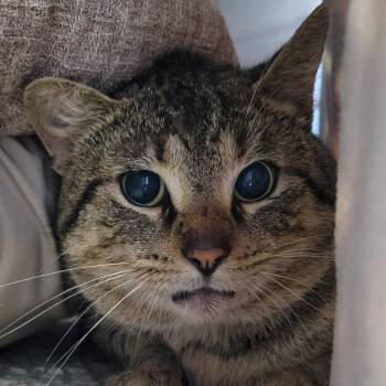 Domestic Short Hair Cats Available for Adoption in Nashville, Indiana - Fire Fox | PetCurious