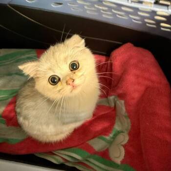 British Shorthair Cats Available for Adoption in Los Angeles, California - Little Goose | PetCurious
