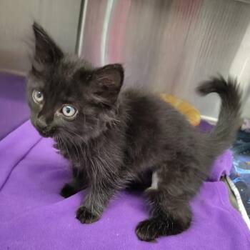 Morticia -  Domestic Long Hair Cat for Adoption in Dearborn, Michigan - Morticia | PetCurious