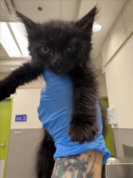 OPHELIA -  Domestic Short Hair Cat for Adoption in Las Vegas, Nevada - OPHELIA | PetCurious