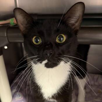 Johnny Dep -  Domestic Short Hair Cat for Adoption in North Myrtle Beach, South Carolina - Johnny Dep | PetCurious