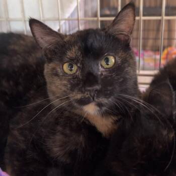 Domestic Short Hair Cats Available for Adoption - Winnie | PetCurious