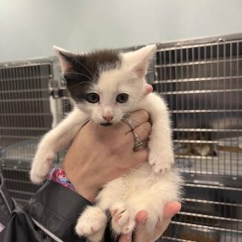 Domestic Short Hair Cats Available for Adoption in Greensboro, North Carolina - Scar | PetCurious