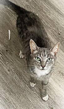 Karina Sherman -  Domestic Short Hair Cat for Adoption in Trenton, New Jersey - Karina Sherman | PetCurious