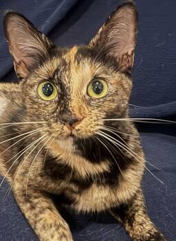 Sweetheart (A141436) -  Tortoiseshell Cat for Adoption in Burbank, California - Sweetheart (A141436) | PetCurious