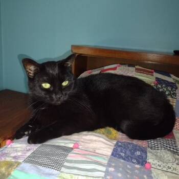 Rescue Domestic Short Hair Cats for Adoption in Owatonna, Minnesota - Ritz | PetCurious