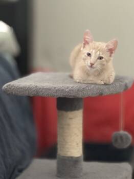 Rescue Domestic Short Hair Cats for Adoption in Houston, Texas - Kt 3 | PetCurious