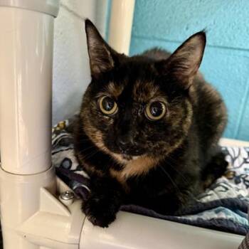 Molly -  Domestic Short Hair Cat for Adoption in Lansing, Michigan - Molly | PetCurious