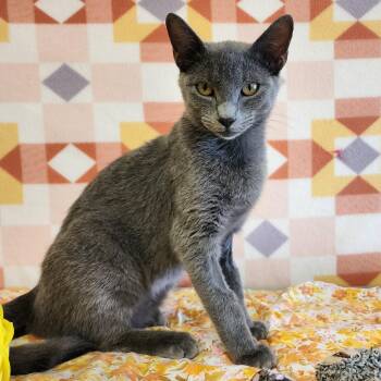 Butter Cup -  Domestic Short Hair Cat for Adoption in Alpine, Texas - Butter Cup | PetCurious