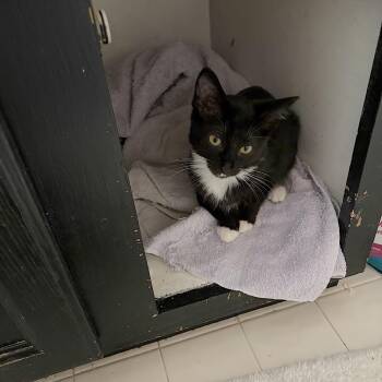 Audrey - COURTESY POST -  Domestic Short Hair Cat for Adoption in Fowlerville, Michigan - Audrey - COURTESY POST | PetCurious