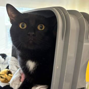 Jinx -  Domestic Short Hair and Mixed Breed Cat for Adoption in Gloucester, Virginia - Jinx | PetCurious