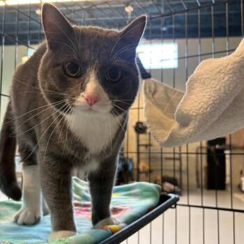 Domestic Short Hair Cats Available for Adoption in Huntington, West Virginia - Wrigley | PetCurious