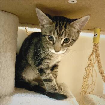 Rescue Domestic Short Hair Cats for Adoption in Sarasota, Florida - Jon | PetCurious