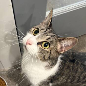 Sugarbabe -  Domestic Short Hair Cat for Adoption in Louisville, Kentucky - Sugarbabe | PetCurious