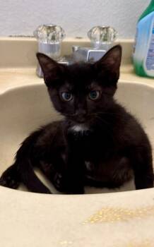Shimmy -  Domestic Short Hair Cat for Adoption in Fort Collins, Colorado - Shimmy | PetCurious
