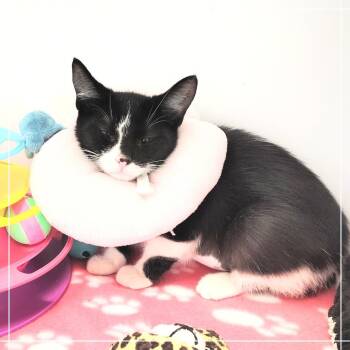 Jess -  Domestic Short Hair Cat for Adoption in Dearborn, Michigan - Jess | PetCurious