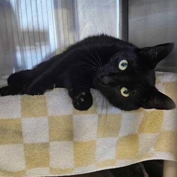 Binx -  Domestic Short Hair Cat for Adoption in Dover, New Hampshire - Binx | PetCurious