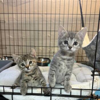 Sienna -  Domestic Short Hair Cat for Adoption in Parkersburg, West Virginia - Sienna | PetCurious