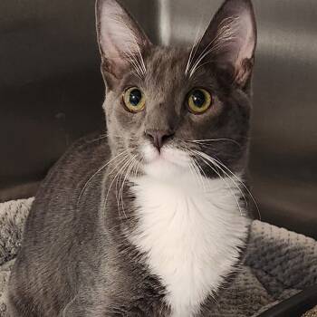 Rescue Domestic Short Hair Cats for Adoption in Corsicana, Texas - Shadow C45911 | PetCurious
