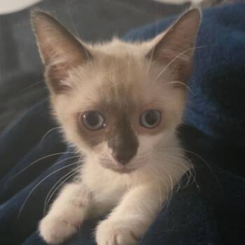 Randy Jackson -  Domestic Short Hair Cat for Adoption in Clearwater, Florida - Randy Jackson | PetCurious
