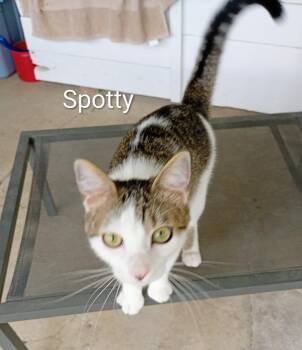 Spotty -  Domestic Short Hair Cat for Adoption in Saint James, Minnesota - Spotty | PetCurious