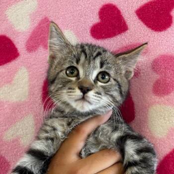 Scorpio -  Domestic Short Hair Cat for Adoption in Goleta, California - Scorpio | PetCurious