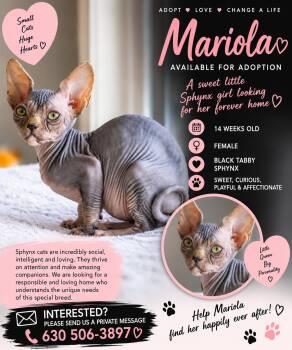 Mariola -  Sphynx Hairless Cat Cat for Adoption in Lake In The Hills, Illinois - Mariola | PetCurious