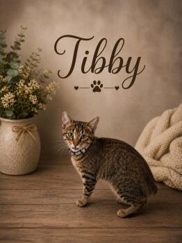 Tibby -  American Bobtail Cat for Adoption in Midlothian, Texas - Tibby | PetCurious