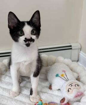 Quest -  Domestic Short Hair Cat for Adoption in Wayne, New Jersey - Quest | PetCurious