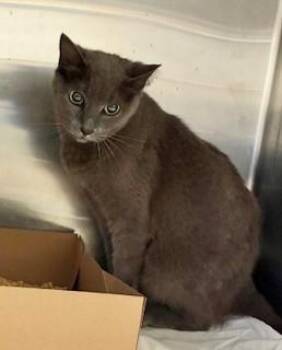 Ivana -  Russian Blue and Domestic Short Hair Cat for Adoption in Gainesville, Florida - Ivana | PetCurious