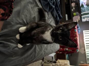 Rescue Tuxedo Cats for Adoption in Bvl, Florida - Merlin Kitten | PetCurious