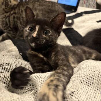 Rescue Domestic Short Hair Cats for Adoption in Warrington, Pennsylvania - Hazel (Forrest Litter A) | PetCurious