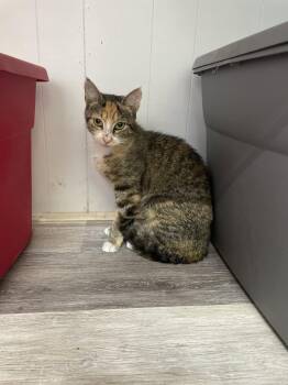 Arissa -  Domestic Short Hair Cat for Adoption in Trenton, New Jersey - Arissa | PetCurious