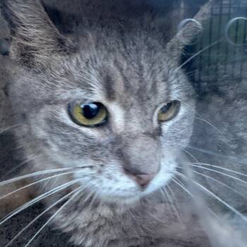 Berkley 32 -  Domestic Short Hair Cat for Adoption in Philadelphia, Pennsylvania - Berkley 32 | PetCurious