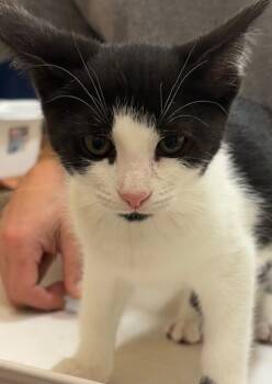 Rescue Domestic Short Hair Cats for Adoption in Elizabethton, Tennessee - SABRINA | PetCurious