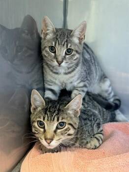 DOVE* -  Domestic Short Hair Cat for Adoption in Santa Cruz, California - DOVE* | PetCurious