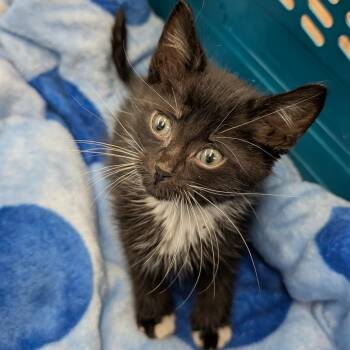 Toot -  Domestic Short Hair Cat for Adoption in Spokane, Washington - Toot | PetCurious