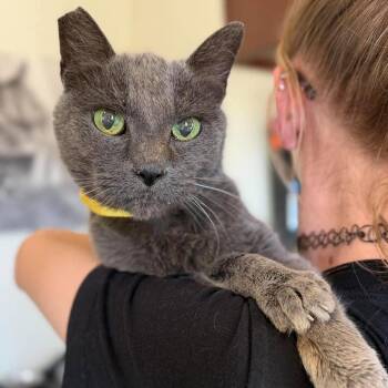 Guinea -  Domestic Short Hair Cat for Adoption in Ramona, California - Guinea | PetCurious