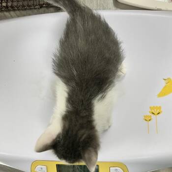 Leafeon -  Domestic Short Hair Cat for Adoption in Las Cruces, New Mexico - Leafeon | PetCurious