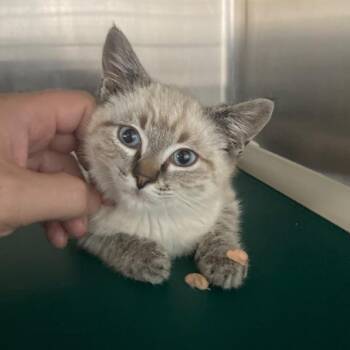 Moon -  Domestic Short Hair and Siamese Cat for Adoption in Buffalo, Wyoming - Moon | PetCurious