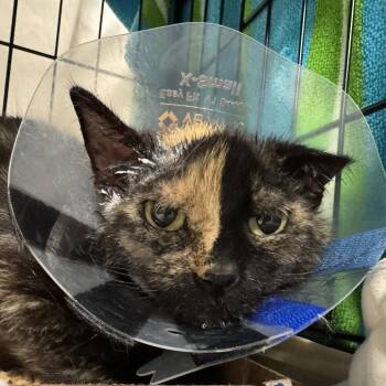 Elektra -  Domestic Short Hair Cat for Adoption in Salt Lake City, Utah - Elektra | PetCurious