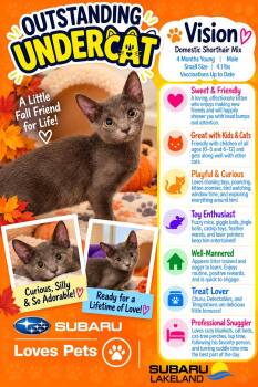 Vision -  Domestic Short Hair Cat for Adoption in Winter Haven, Florida - Vision | PetCurious